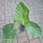 Alocasia Imperial Red L