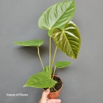 Anthurium recavum
