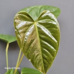 Anthurium recavum