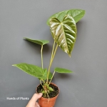 Anthurium recavum