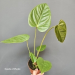 Anthurium recavum