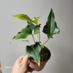 Anthurium Ferrierense Crisped