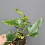Anthurium Ferrierense Crisped