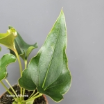 Anthurium Ferrierense Crisped