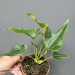 Anthurium Ferrierense Crisped