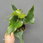 Anthurium Ferrierense Crisped
