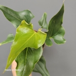 Anthurium Ferrierense Crisped