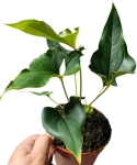 Anthurium Ferrierense Crisped