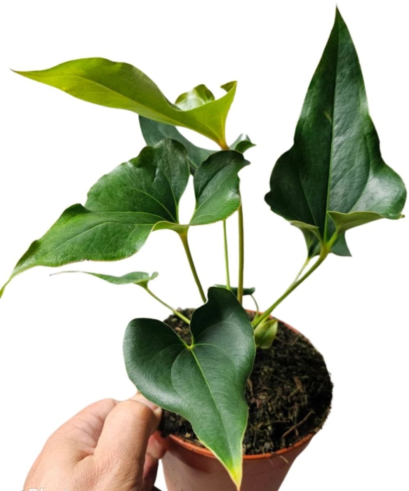 Anthurium Ferrierense Crisped
