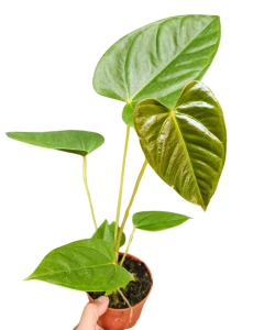 Anthurium recavum