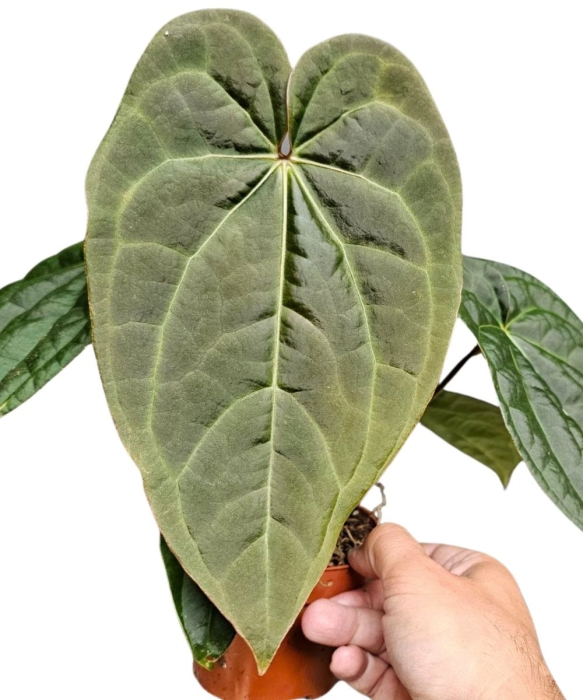 Anthurium Raven Soul