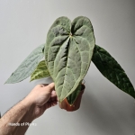 Anthurium Raven Soul