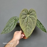Anthurium Raven Soul