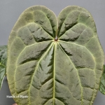 Anthurium Raven Soul