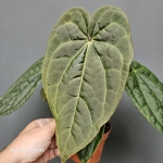 Anthurium Raven Soul