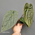 Anthurium Raven Soul