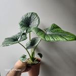 Alocasia Bisma Silver