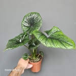 Alocasia Bisma Silver