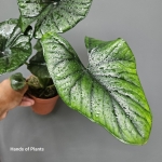 Alocasia Bisma Silver
