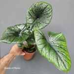 Alocasia Bisma Silver