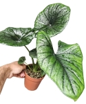 Alocasia Bisma Silver