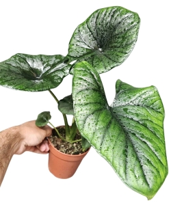 Alocasia Bisma Silver
