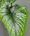 Alocasia Bisma Silver