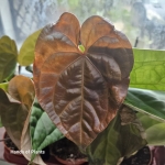 Anthurium Raven Soul