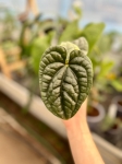 Anthurium luxurians - M