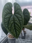 Anthurium luxurians - zdjęcie poglądowe gatunku