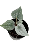 Anthurium luxurians - M