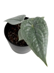 Anthurium luxurians - M