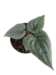 Anthurium luxurians - M