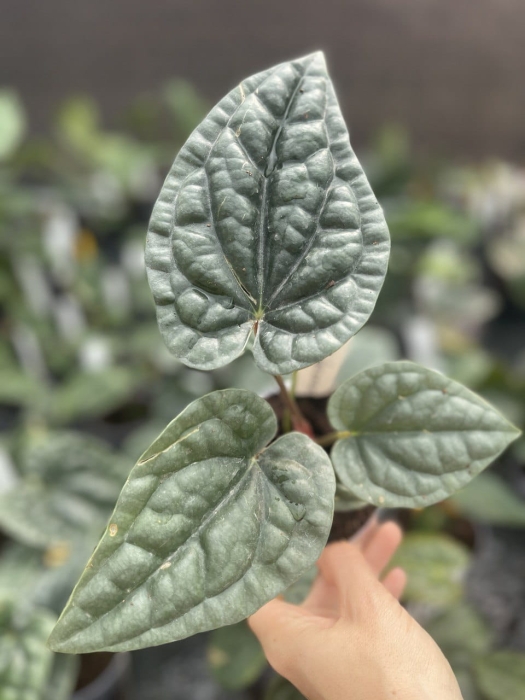 Anthurium luxurians - M