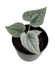 Anthurium luxurians - M