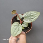 Anthurium luxurians M