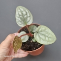 Anthurium luxurians M