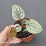 Anthurium luxurians M