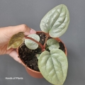 Anthurium luxurians M