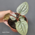 Anthurium luxurians M