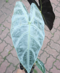 Alocasia Longiloba Silver