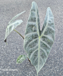 Alocasia Longiloba Silver