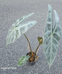 Alocasia Longiloba Silver