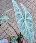 Alocasia Longiloba Silver