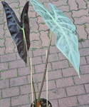 Alocasia Longiloba Silver
