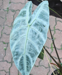 Alocasia Longiloba Silver