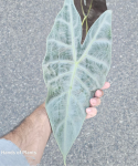 Alocasia Longiloba Silver