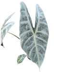Alocasia Longiloba Silver