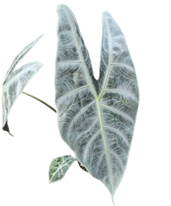 Alocasia Longiloba silver - L 