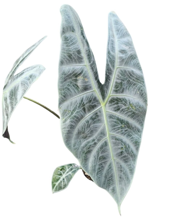 Alocasia Longiloba Silver